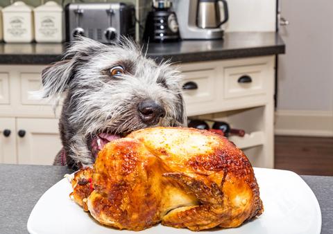5 Holiday Foods to Never Feed Your Dog and 5 Holiday Foods that are Safe to Feed your Dog